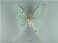 長尾水青蛾藏品圖，第2張