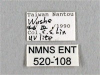 長尾水青蛾藏品圖，第3張