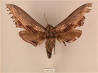 臺灣鋸翅天蛾藏品圖，第1張