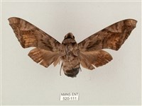 全緣缺角天蛾藏品圖，第1張