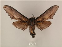 臺灣鋸翅天蛾藏品圖，第1張