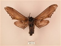 臺灣鋸翅天蛾藏品圖，第2張