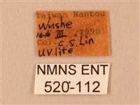 臺灣鋸翅天蛾藏品圖，第3張