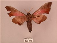 桃紅六點天蛾藏品圖，第2張