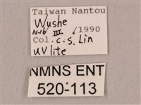 桃紅六點天蛾藏品圖，第3張