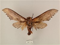 臺灣鋸翅天蛾藏品圖，第1張