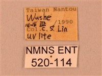 臺灣鋸翅天蛾藏品圖，第3張