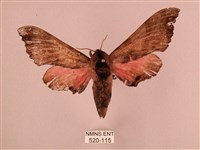 桃紅六點天蛾藏品圖，第1張