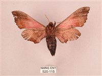 桃紅六點天蛾藏品圖，第2張