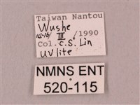 桃紅六點天蛾藏品圖，第3張