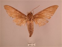 直翅六點天蛾藏品圖，第1張