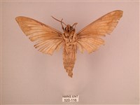 直翅六點天蛾藏品圖，第2張