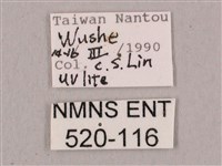 直翅六點天蛾藏品圖，第3張