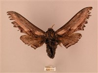 臺灣鋸翅天蛾藏品圖，第1張