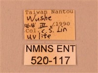 臺灣鋸翅天蛾藏品圖，第3張