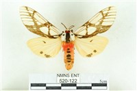 乳白斑燈蛾藏品圖，第1張