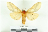 乳白斑燈蛾藏品圖，第2張