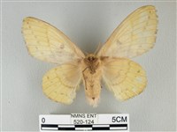 青枯葉蛾藏品圖，第2張