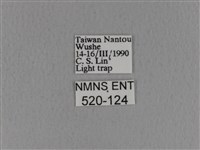 青枯葉蛾藏品圖，第3張