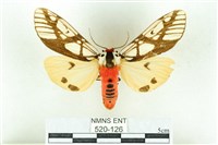 乳白斑燈蛾藏品圖，第1張