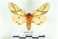 乳白斑燈蛾藏品圖，第2張