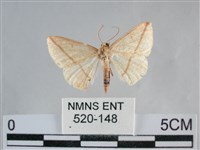 澄線尺蛾藏品圖，第1張