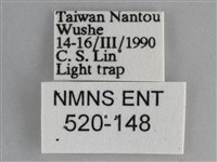 澄線尺蛾藏品圖，第3張