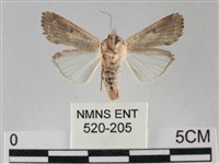 斜紋夜盜蛾藏品圖，第2張