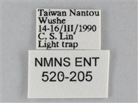 斜紋夜盜蛾藏品圖，第3張