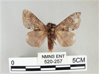 銀肩枯葉蛾藏品圖，第1張