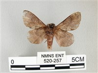 銀肩枯葉蛾藏品圖，第2張