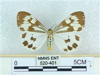 粉蝶燈蛾藏品圖，第1張