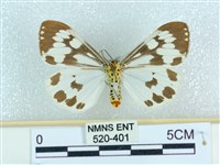 粉蝶燈蛾藏品圖，第2張