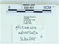 粉蝶燈蛾藏品圖，第3張