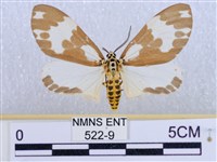 後凸蝶燈蛾藏品圖，第1張