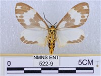 後凸蝶燈蛾藏品圖，第2張