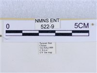 後凸蝶燈蛾藏品圖，第3張