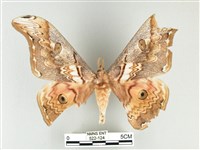 大綠目天蠶蛾藏品圖，第1張