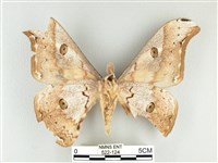 大綠目天蠶蛾藏品圖，第2張