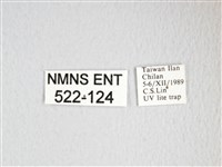 大綠目天蠶蛾藏品圖，第3張