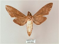 細斜紋霜天蛾藏品圖，第2張