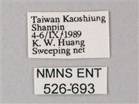 細斜紋霜天蛾藏品圖，第3張