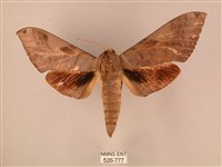 波紋豆天蛾藏品圖，第1張