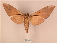 波紋豆天蛾藏品圖，第2張