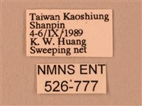 波紋豆天蛾藏品圖，第3張