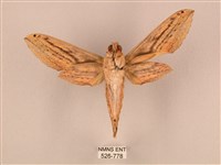 棕綠背線天蛾藏品圖，第2張