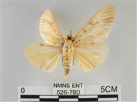 橙擬燈蛾藏品圖，第1張