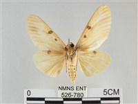 橙擬燈蛾藏品圖，第2張