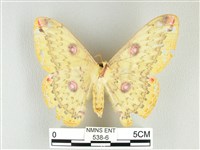 黃豹天蠶蛾藏品圖，第2張