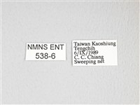 黃豹天蠶蛾藏品圖，第3張